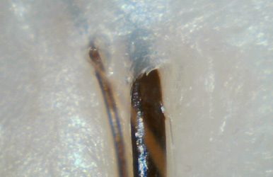 皮膜修復(fù)護(hù)理